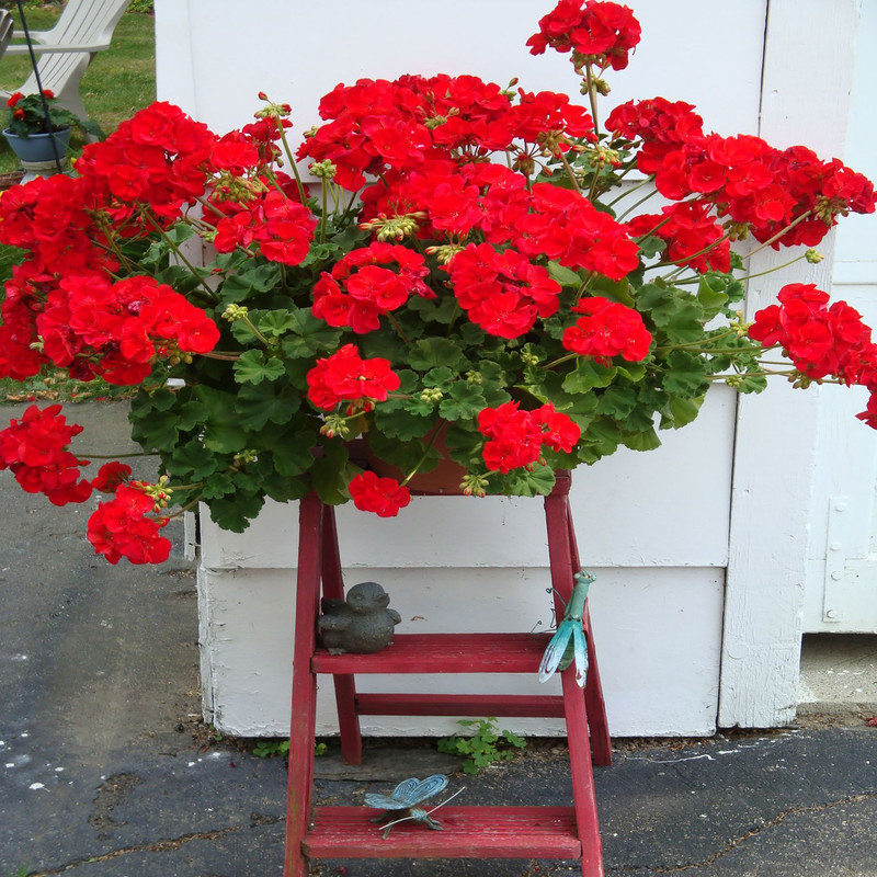 بذر گل شمعدانی پاکوتاه قرمز وانیا سید مدل O271