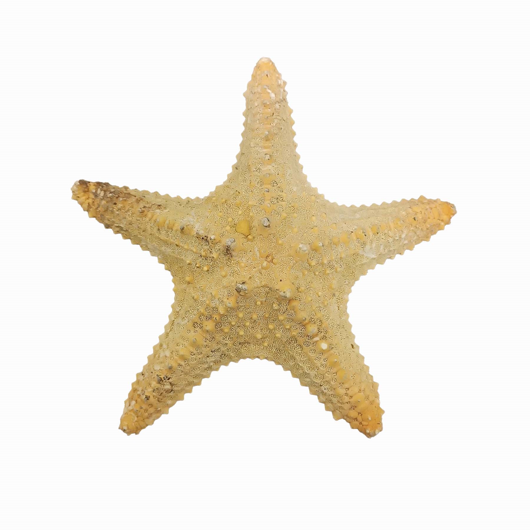 ستاره دریایی تزیینی مدل fb12