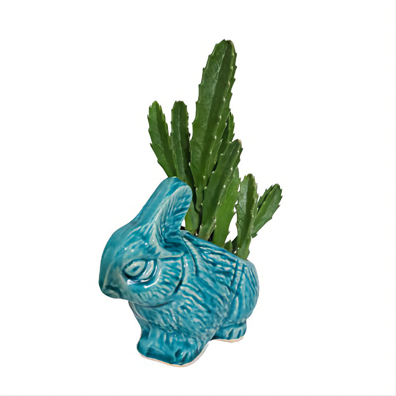 گیاه طبیعی استاپلیا گیگانتا مدل خرگوش گیاه طبیعی استاپلیا گیگانتا مدل خرگوش