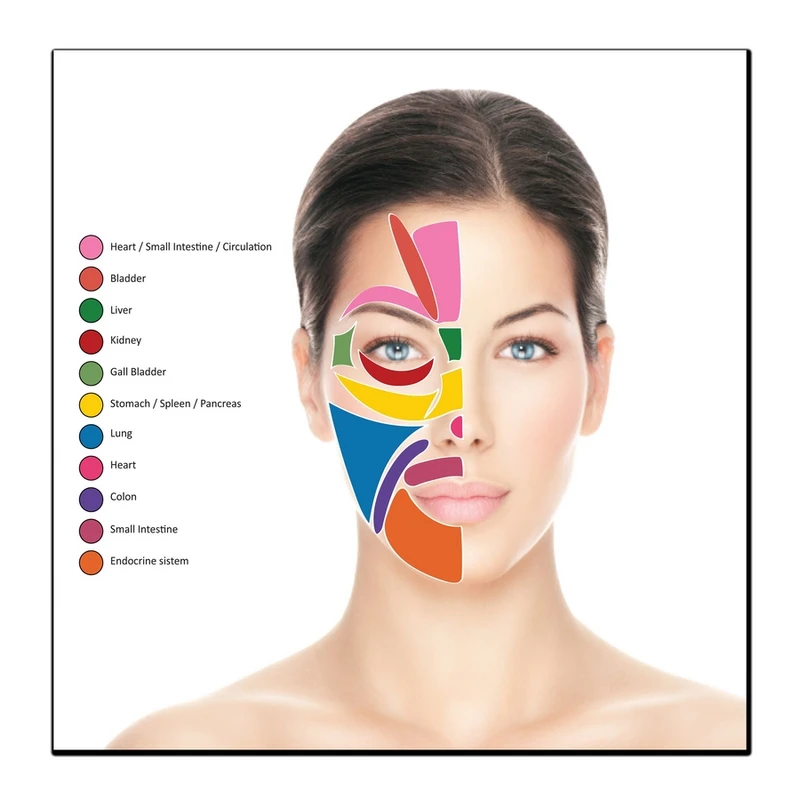 تابلو شاسی بکلیت طرح آناتومی پوست مدل SH-12426