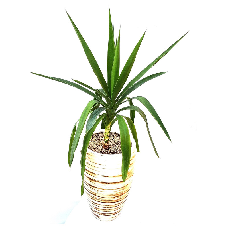 گیاه یوکا مدل SH131W2