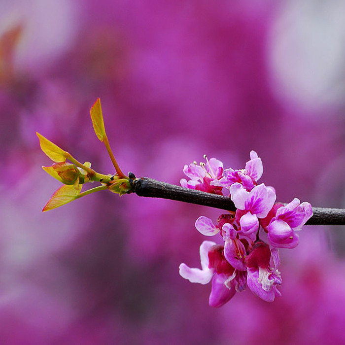 بذر بنسای ارغوان سانیا سید مدل S6