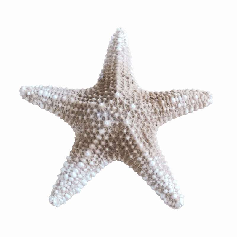 ستاره دریایی تزیینی مدل a2