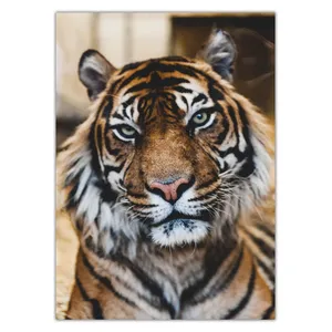 Wensoni Tiger Notable Look Chassis Size 50 x 70 Cm