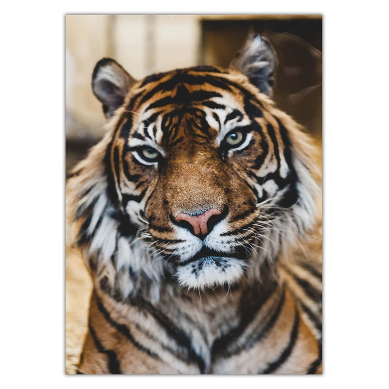 تابلو شاسی ونسونی طرح Tiger Notable Look سایز 50x70 سانتی متر