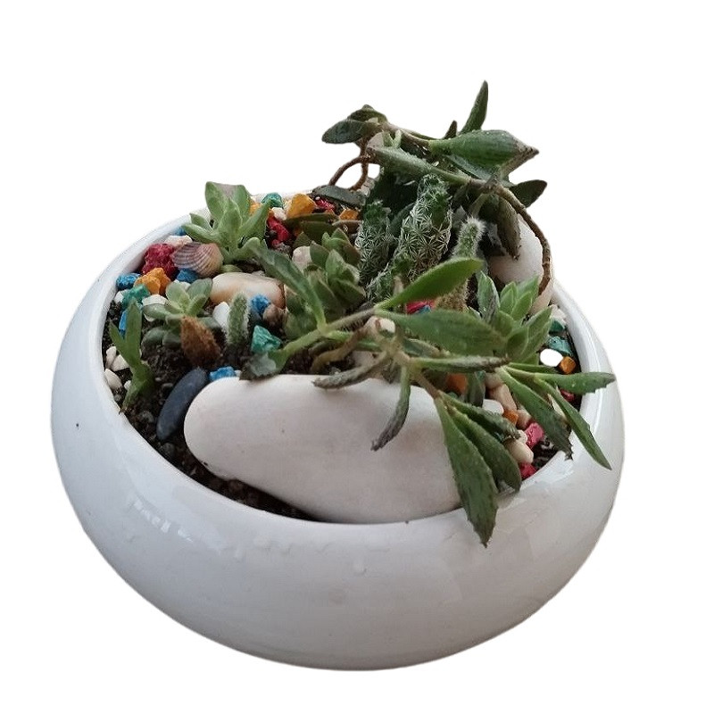 گیاه طبیعی کاکتوس کد 11