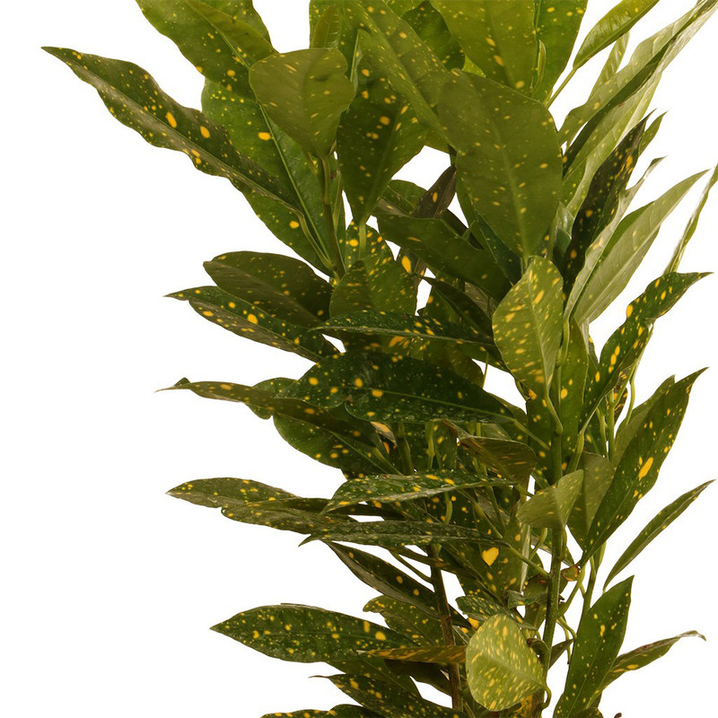 گیاه طبیعی آکوبا ژاپنی گلیتال مدل 05 گیاه طبیعی آکوبا ژاپنی گلیتال مدل 05