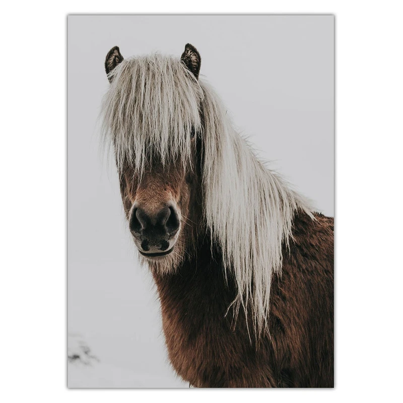 تابلو شاسی ونسونی طرح Longhair Horse سایز 50x70 سانتی متر