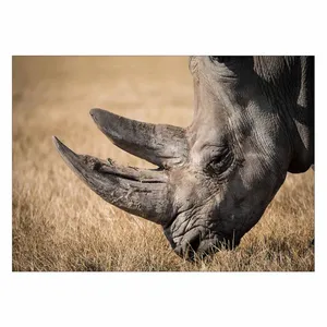 Wensoni Rhinoceros Eating Chassis 40 x 30