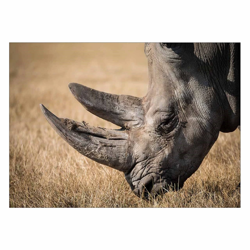 تابلو شاسی ونسونی طرح Rhinoceros Eating سایز 30x40 سانتی متر