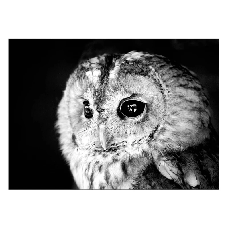 تابلو شاسی ونسونی طرح Sage Owl سایز 50x70 سانتی متر