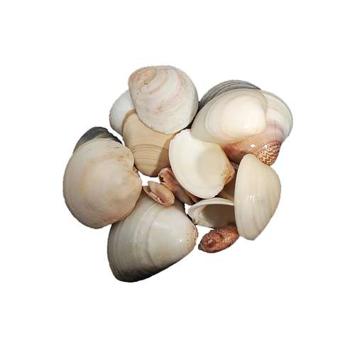 صدف تزیینی مدل SB_9 کد 47 وزن 150 گرم