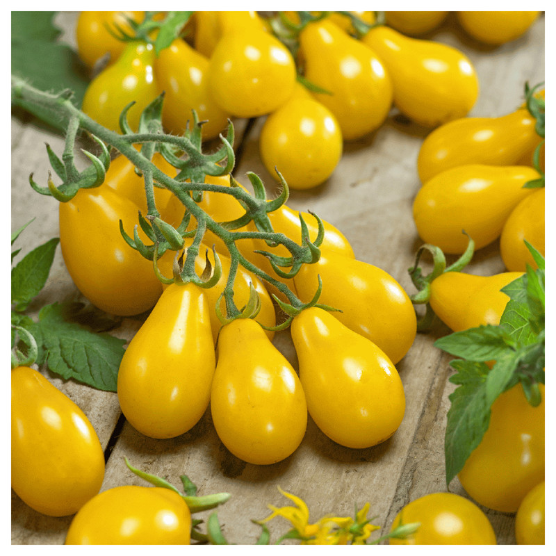 بذر گوجه گلابی زرد درختی آذر سبزینه مدل A721