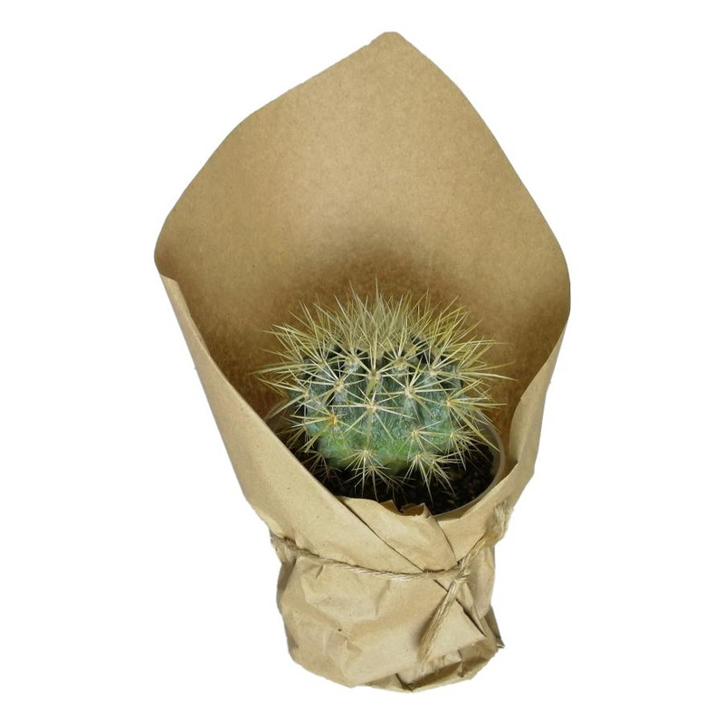 گیاه طبیعی اچینو کد qq06