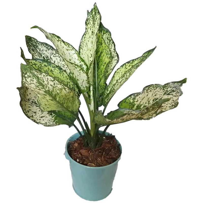 گیاه طبیعی آگلونما سفید کد ff03