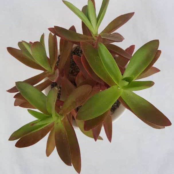 گیاه طبیعی ساکولنت کراسولا آتشین کد k01 گیاه طبیعی ساکولنت کراسولا آتشین کد k01