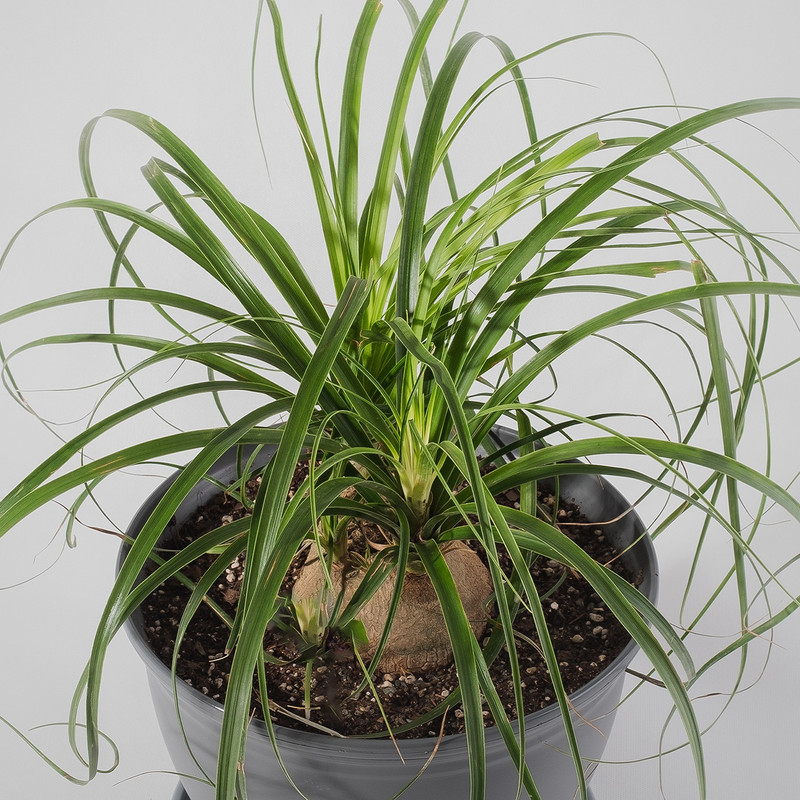 گیاه طبیعی لیندا مدل P-02