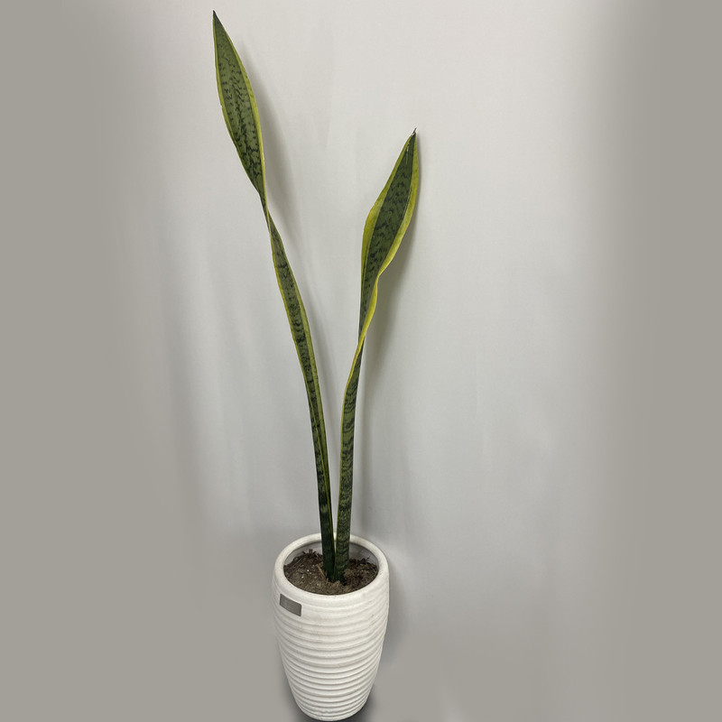 گیاه طبیعی سانسوریا شمشیری ابلق تافکو کد 1001