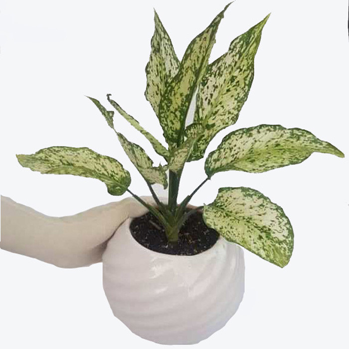 گیاه طبیعی آگلونما کد a01