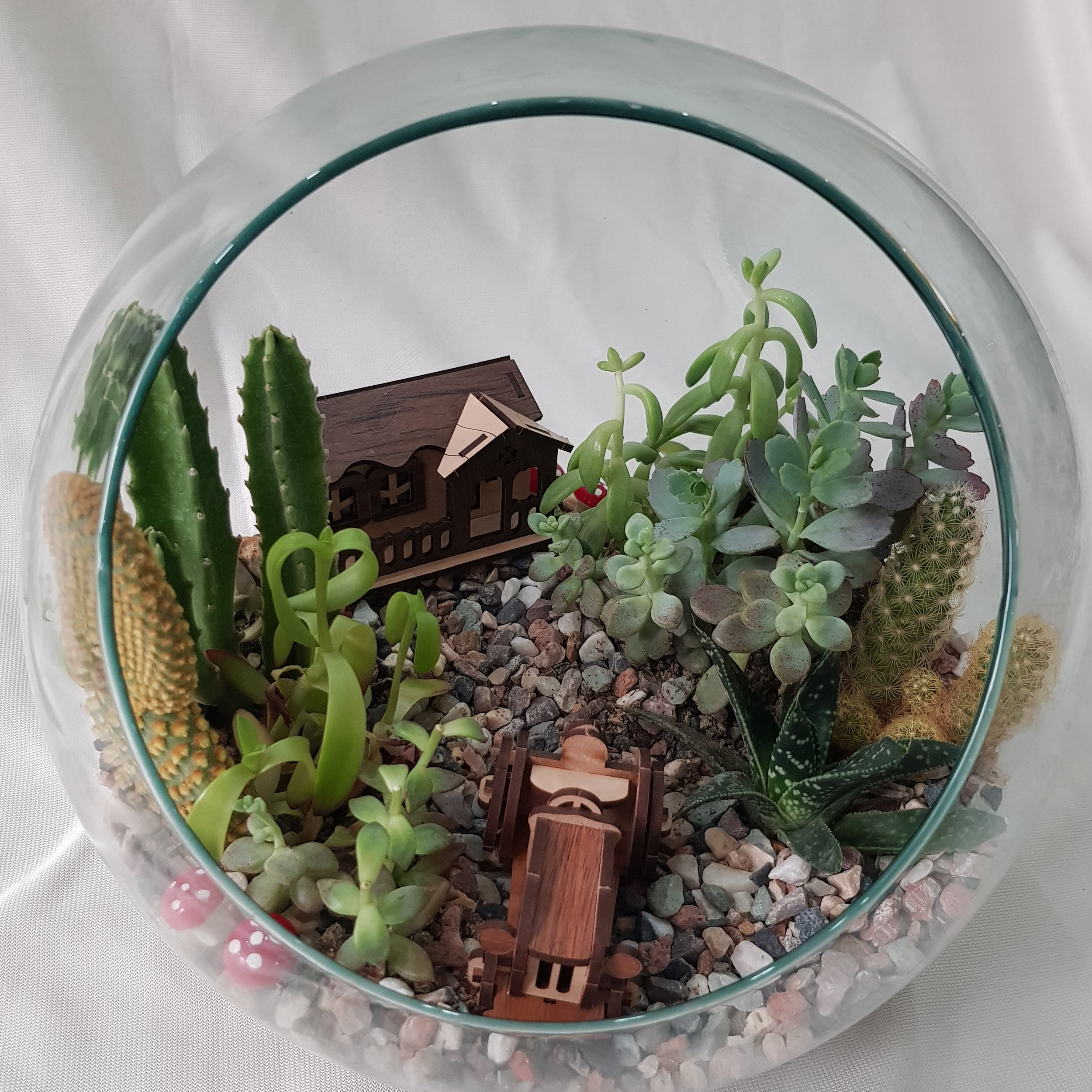 گیاه طبیعی تراریوم ساکولنت و کاکتوس مدل 128 گیاه طبیعی تراریوم ساکولنت و کاکتوس مدل 128