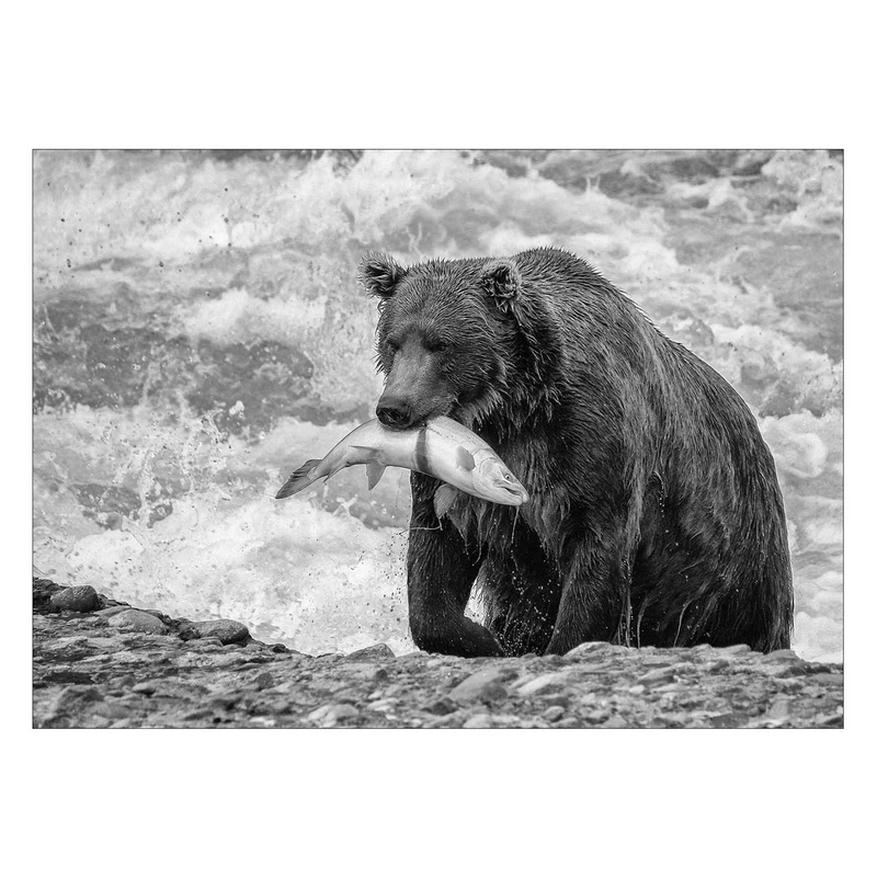 تابلو شاسی ونسونی طرح Bear The Hunter سایز 50x70 سانتی متر
