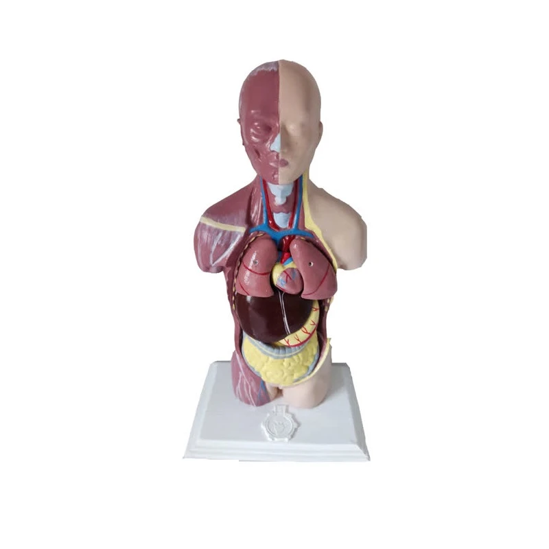 بازی آموزشی مدل آناتومی نیم تنه بدن انسان