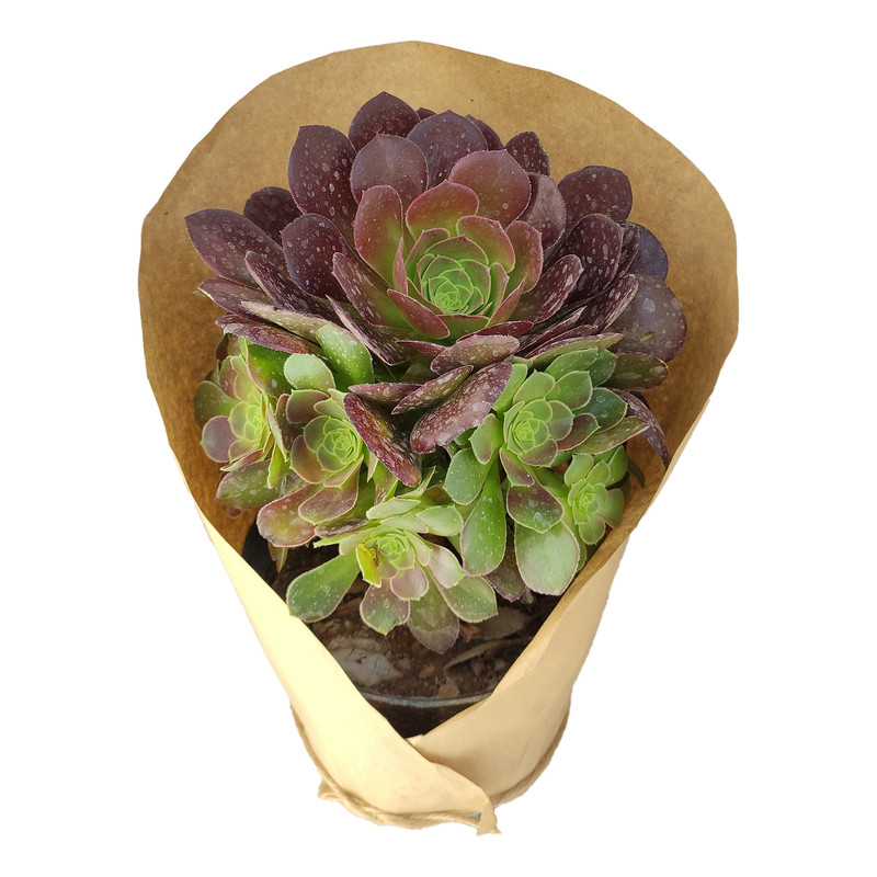 گیاه طبیعی آئونیوم کد yt30