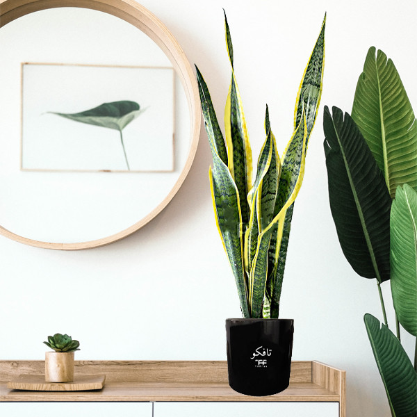 گل طبیعی سانسوريا ابلق تافکو کد s1