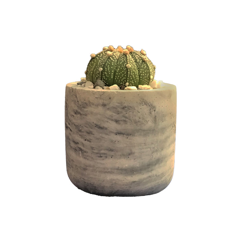 گیاه طبیعی کاکتوس آستاریاس مدل As80