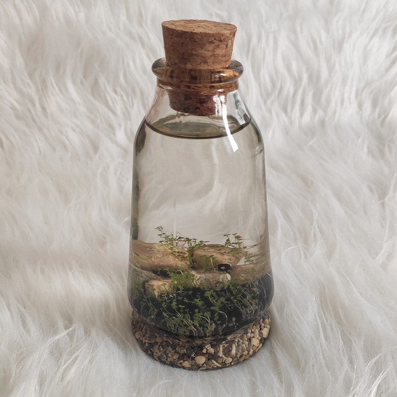 ویواریوم گیاه طبیعی کد viv-a110