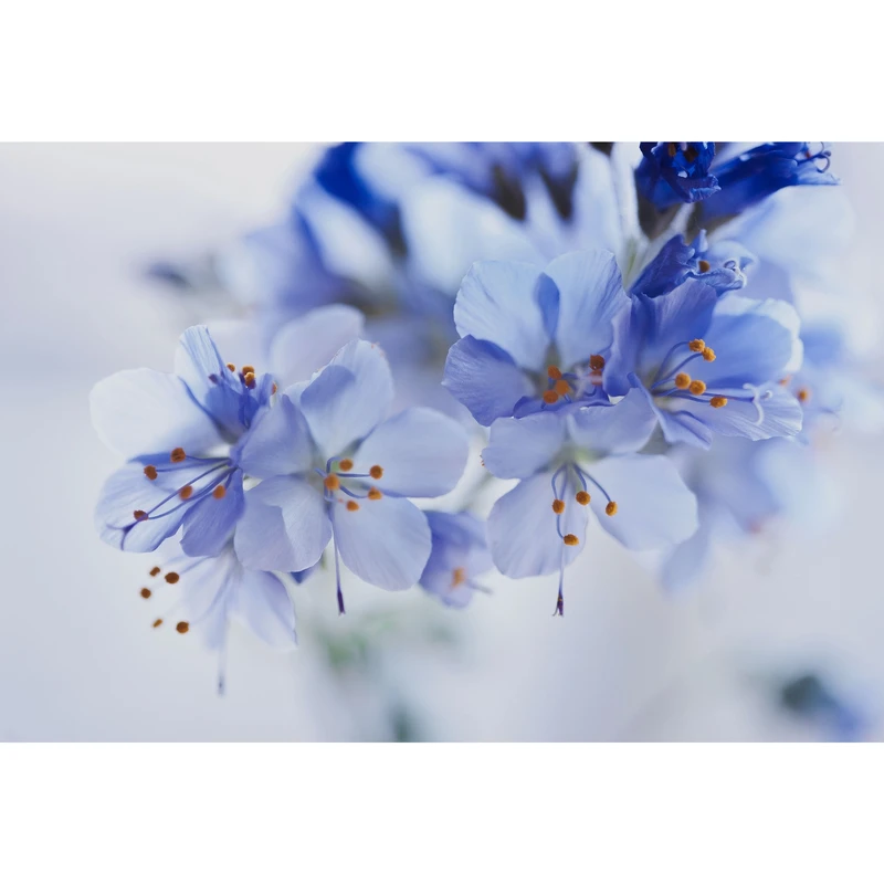 تابلو شاسی طرح گل مدل T6803