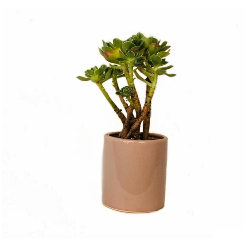 گل طبیعی آچوریا مدل ساقه عروس