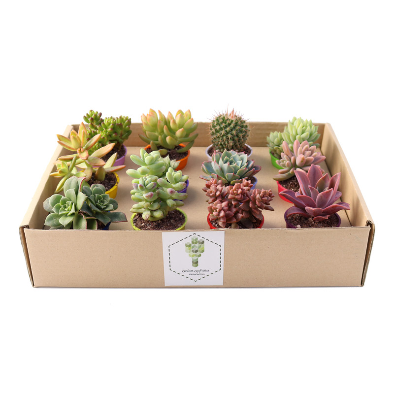 گیاه طبیعی کاکتوس و ساکولنت آیدین کاکتوس کد CB-009 بسته 12 عددی