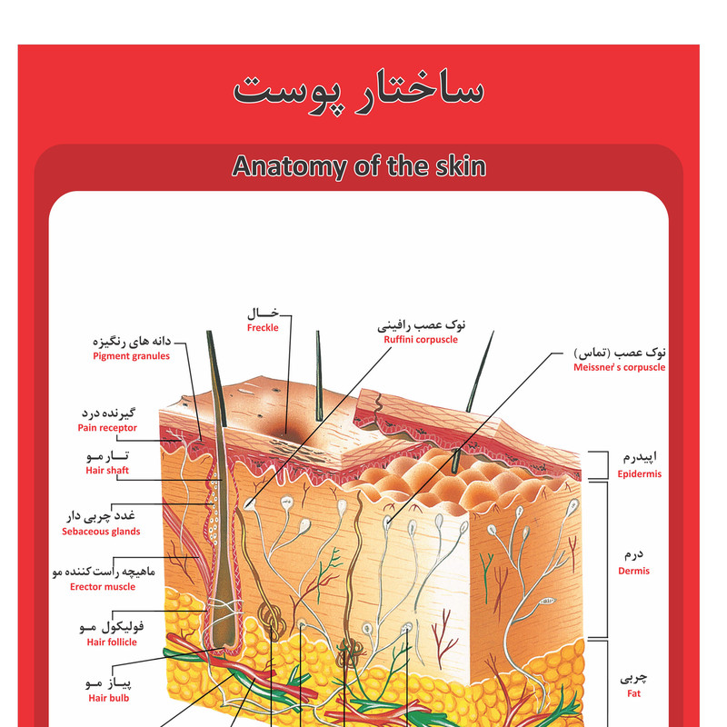 پوستر آموزشی طرح آناتومی ساختار پوست