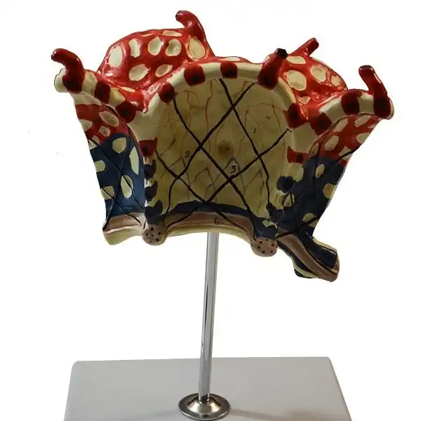 بازی آموزشی مدل مولاژ لبول وآلوئل ریه