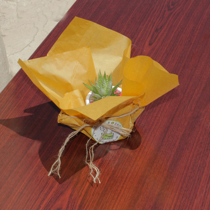 گیاه طبیعی کاکتوس هاورتیا گورخری سینورشد کد CHA1