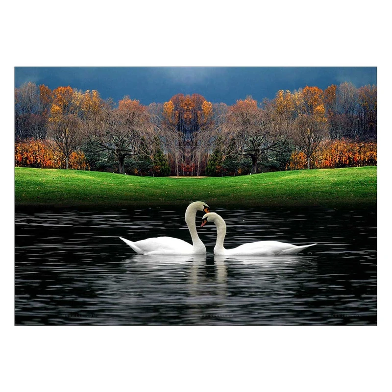 تابلو شاسی ونسونی طرح In Love Swans سایز 30 × 40 سانتی متر