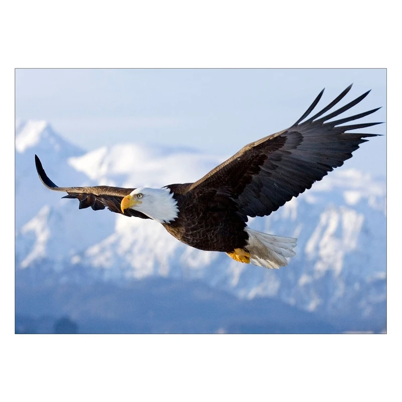 تابلو شاسی ونسونی طرح Flying Eagle سایز 30x40 سانتی متر
