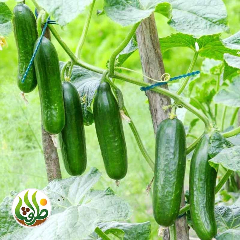 بذر خیار بیت آلفا ظرافت مدل BZ18822 بذر خیار بیت آلفا ظرافت مدل BZ18822