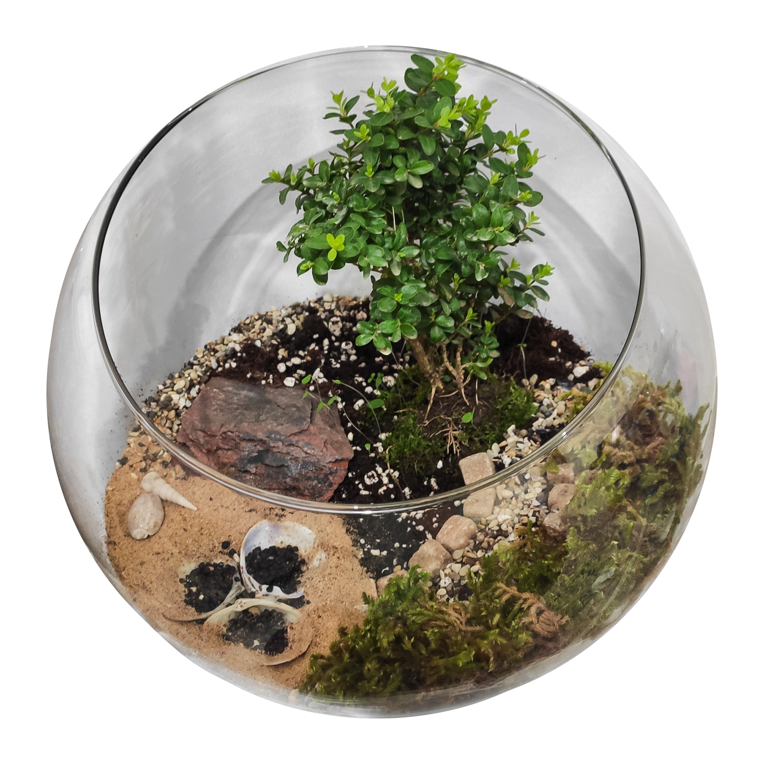 تراریوم گیاه طبیعی کد Kore-sml28