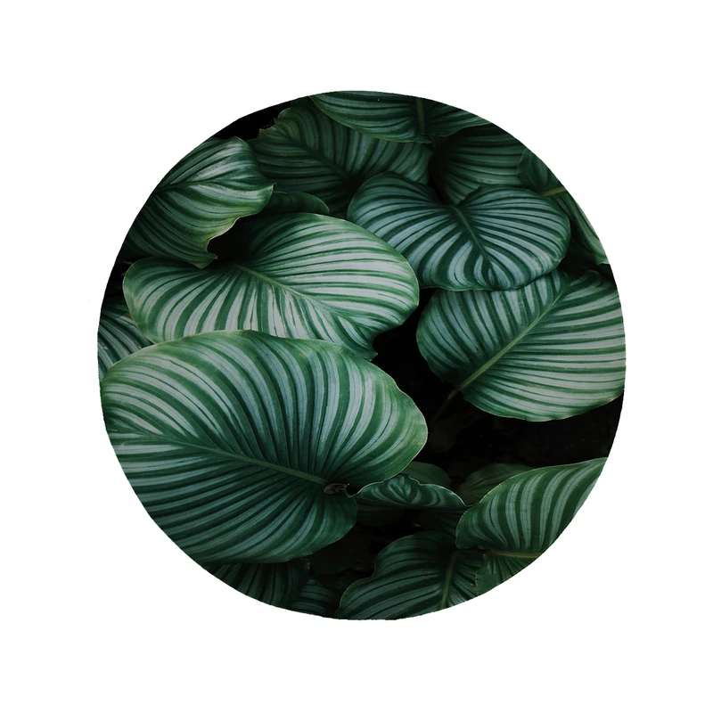 پادری مدل دایره طرح برگ کد 8535 سایز 90 × 90 سانتی متر