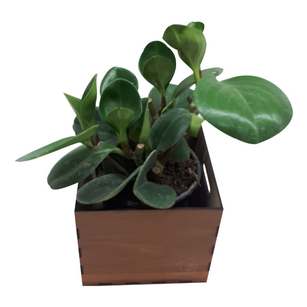 گیاه طبیعی پیرومیا ناردونه کد SA - S02