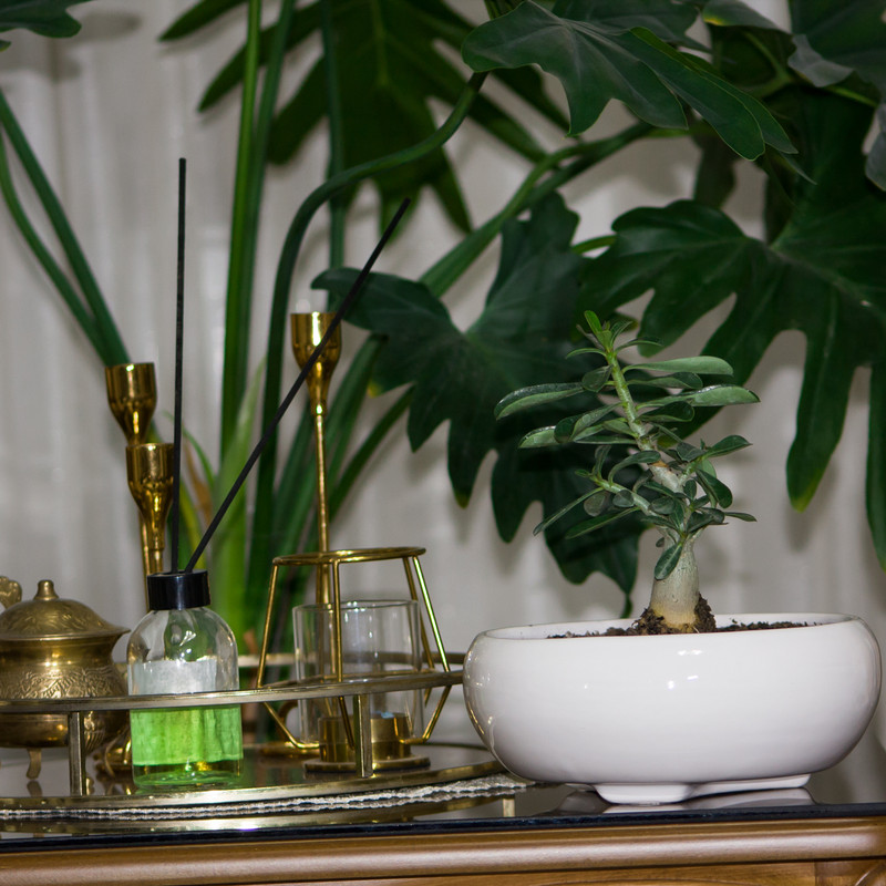 گیاه طبیعی آدنیوم کد L-S-08