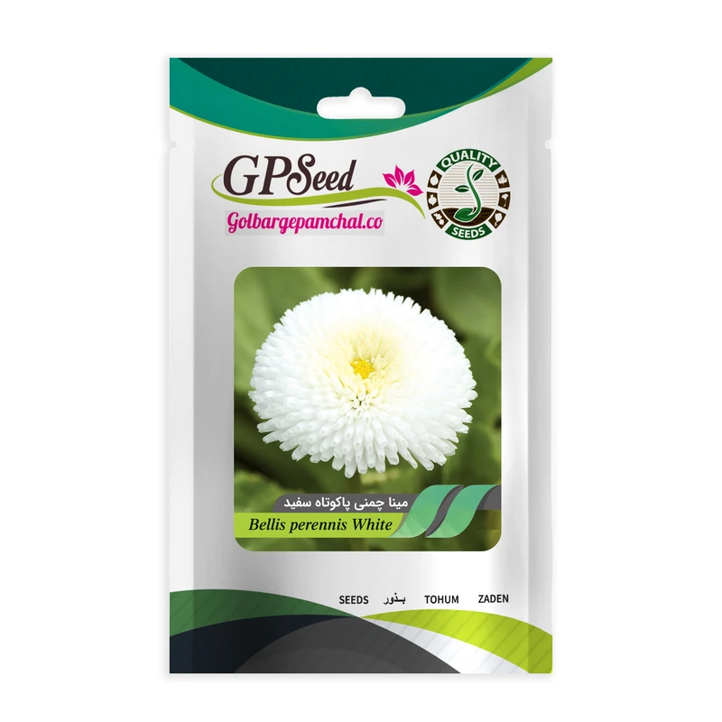 بذر گل مینا چمنی پاکوتاه سفید گلبرگ پامچال کد GPF-272