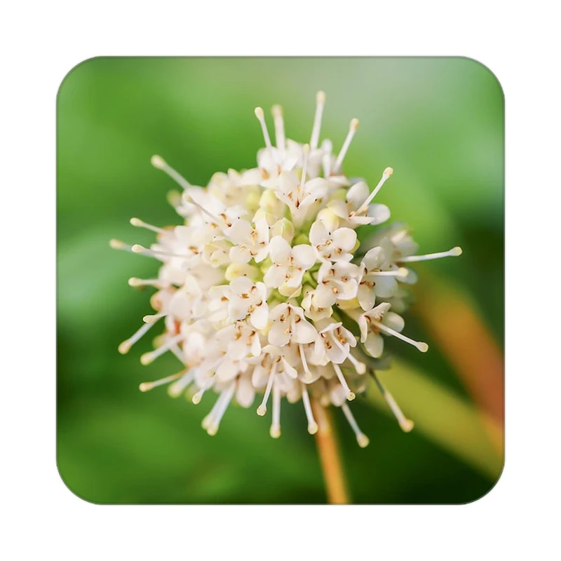 زیر لیوانی کاکتی طرح گل مدل mp16819