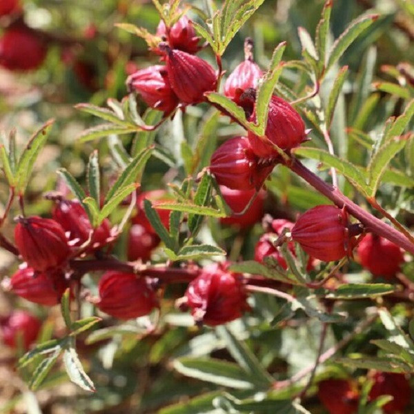 بذر چای ترش جی پی سید مدل GP2944 بذر چای ترش جی پی سید مدل GP2944