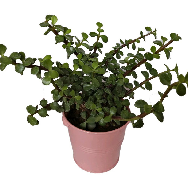 گیاه طبیعی کراسولا خرفه ای کد rf06 گیاه طبیعی کراسولا خرفه ای کد rf06