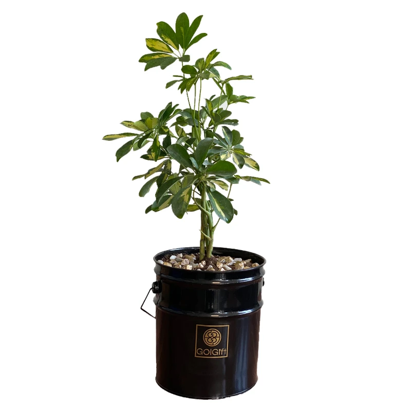  گیاه طبیعی شفلرا ابلق گل گیفت کد GP014