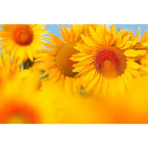 تابلو شاسی آکو طرح Flower11 سایز 20x28 سانتی متر
