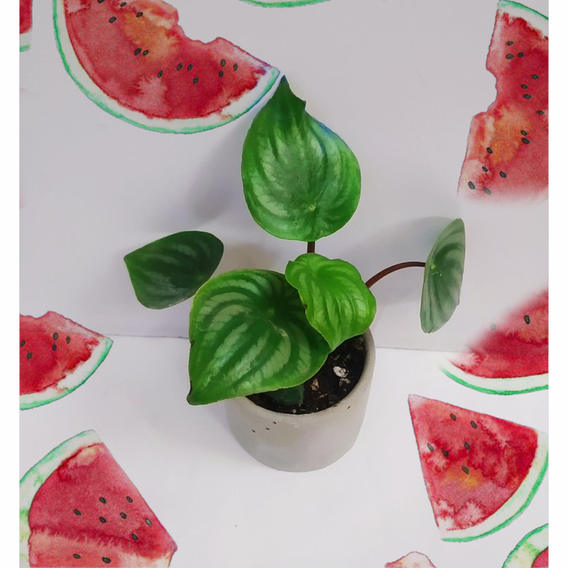 گیاه طبیعی پرومیا هندوانه ای مدل C-43